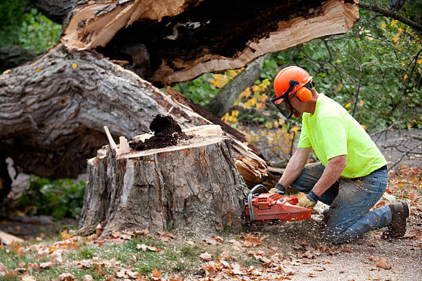 Best Utility Line Clearance  in Mount Carmel, IL